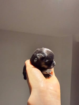 Les chiots de Spitz allemand