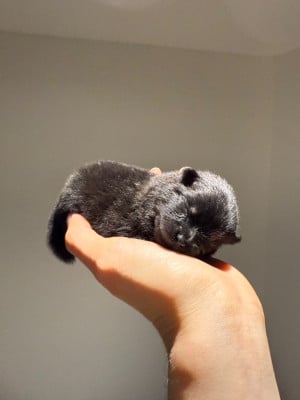 Les chiots de Spitz allemand