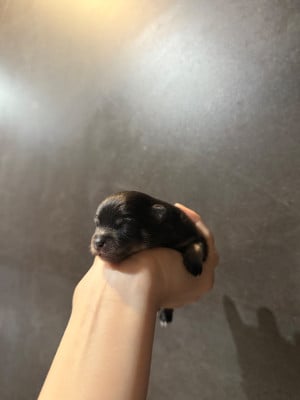 CHIOT 2 - Spitz allemand