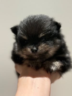 Les chiots de Spitz allemand