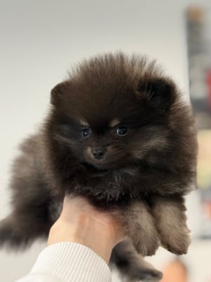 Les chiots de Spitz allemand