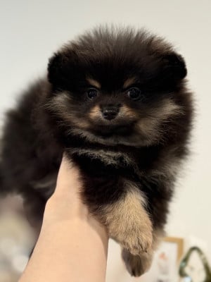 Les chiots de Spitz allemand