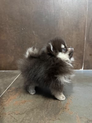 Les chiots de Spitz allemand