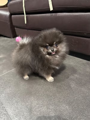 Les chiots de Spitz allemand