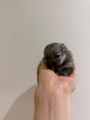 Les chiots de Spitz allemand