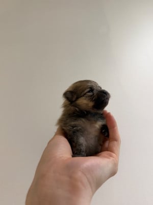 Les chiots de Spitz allemand