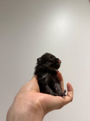 Les chiots de Spitz allemand
