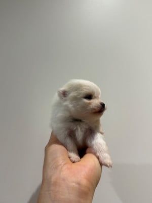 Les chiots de Spitz allemand