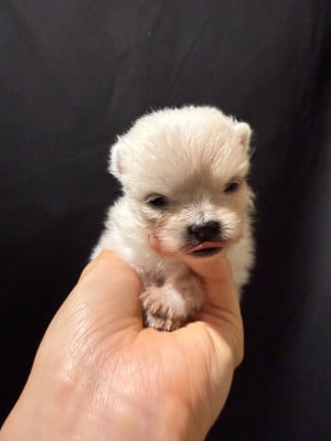 Les chiots de Spitz allemand