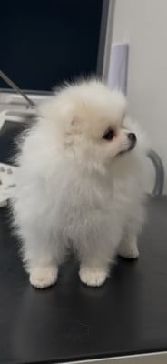 Les chiots de Spitz allemand