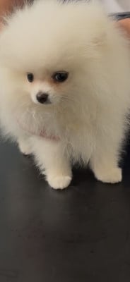 Les chiots de Spitz allemand
