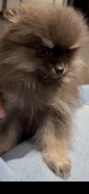 Les chiots de Spitz allemand