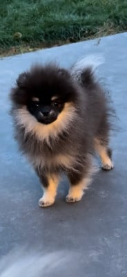 Les chiots de Spitz allemand