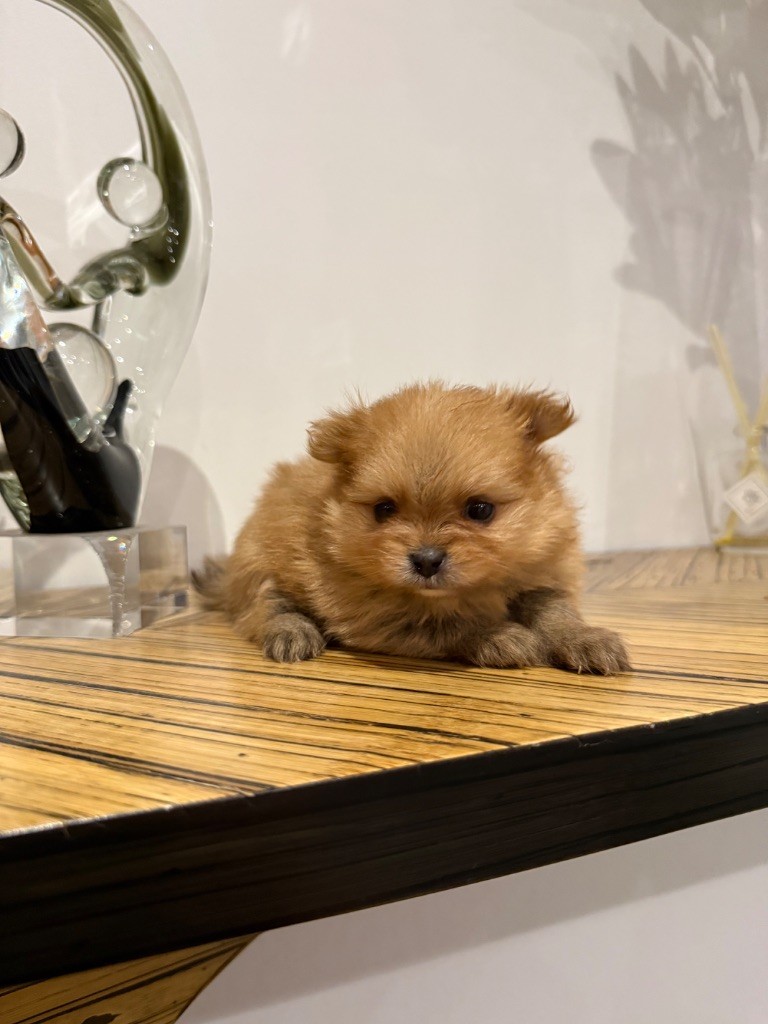 Spitz allemand - des Flocons de Soie Dore