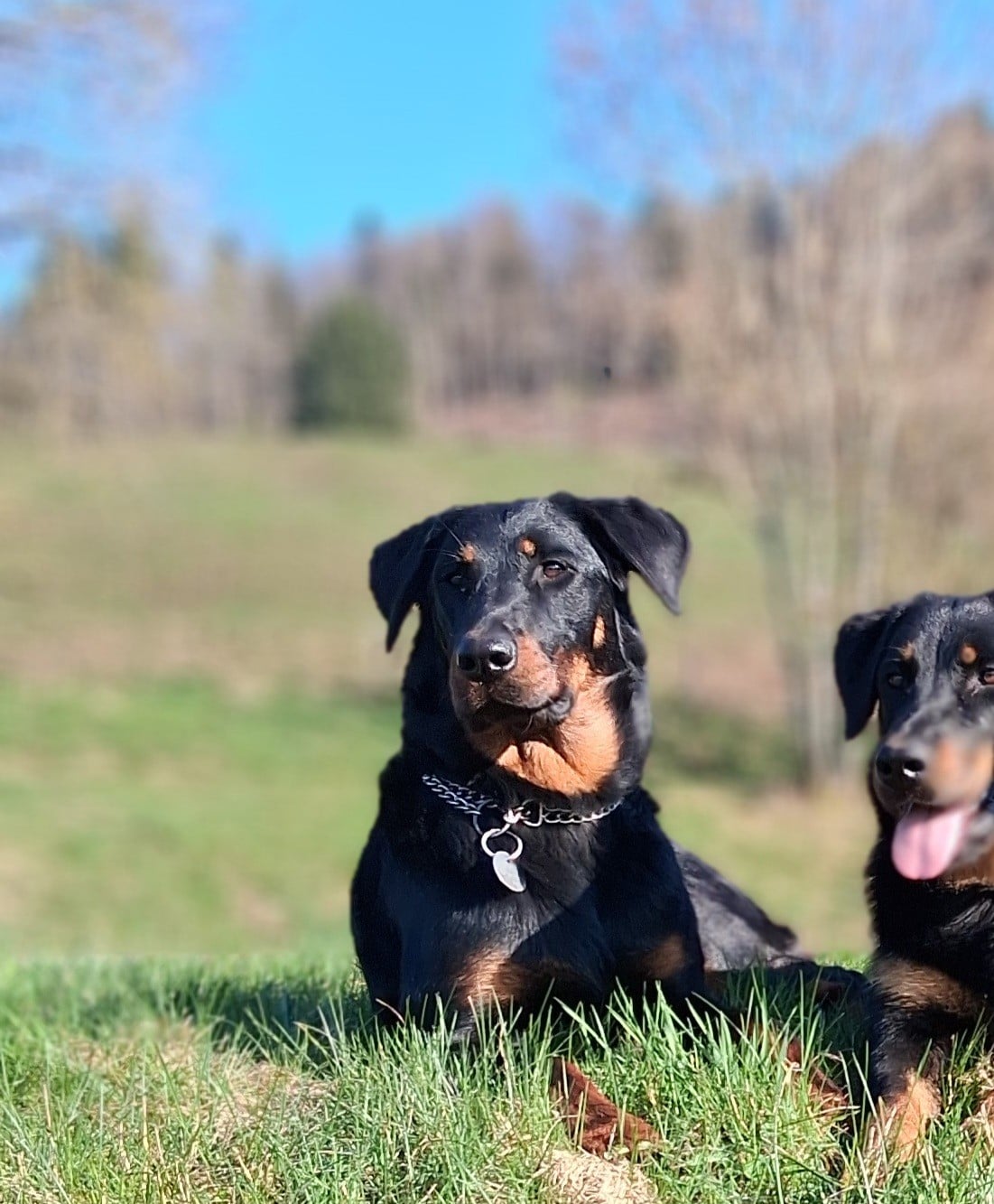 Vagabonde Des Bergers De Loscane