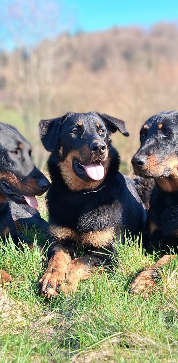 Ada shelby Du Songe De La Lune Noire