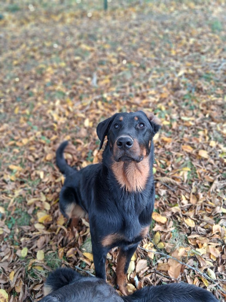 Vagabonde Des Bergers De Loscane
