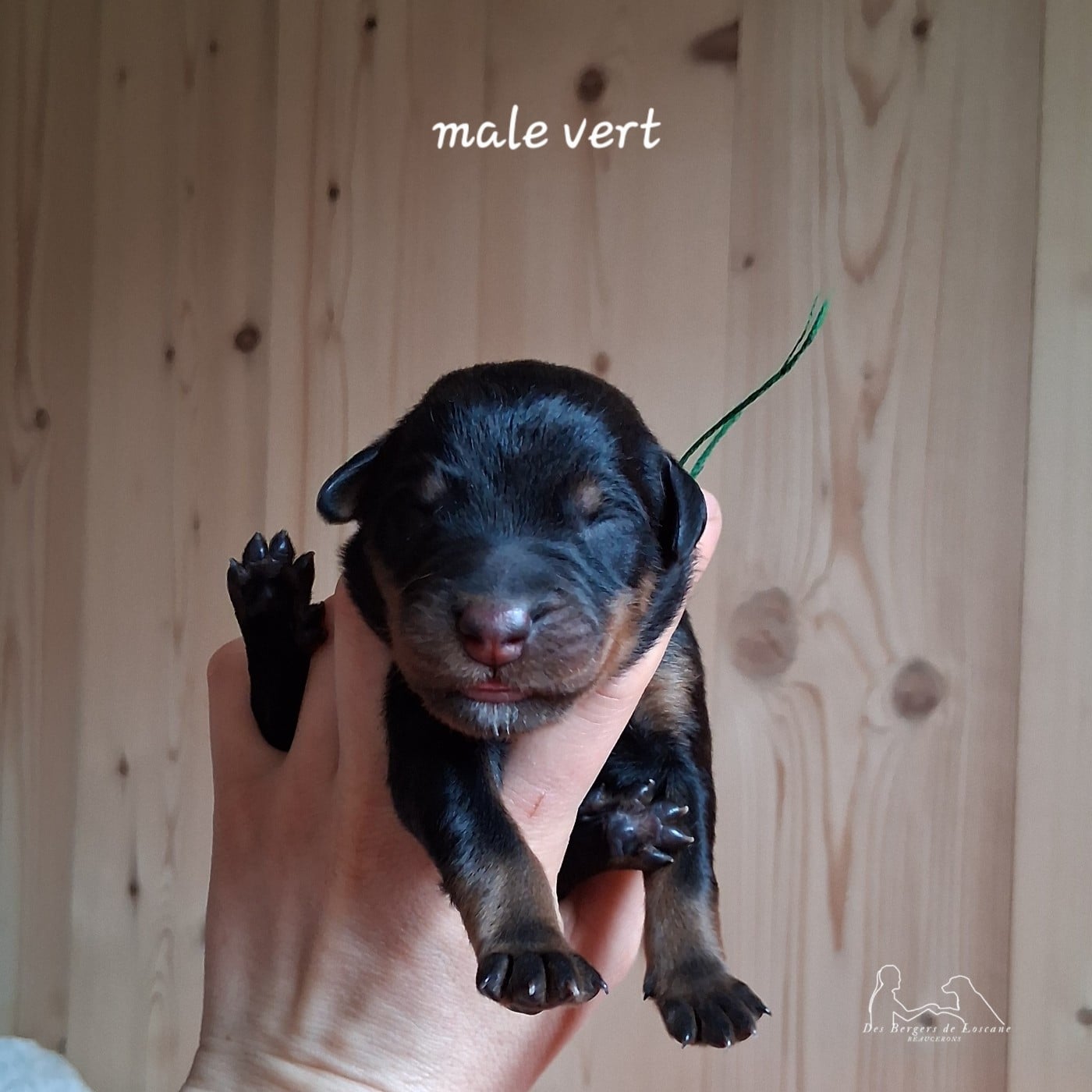 Male collier vert - Berger de Beauce