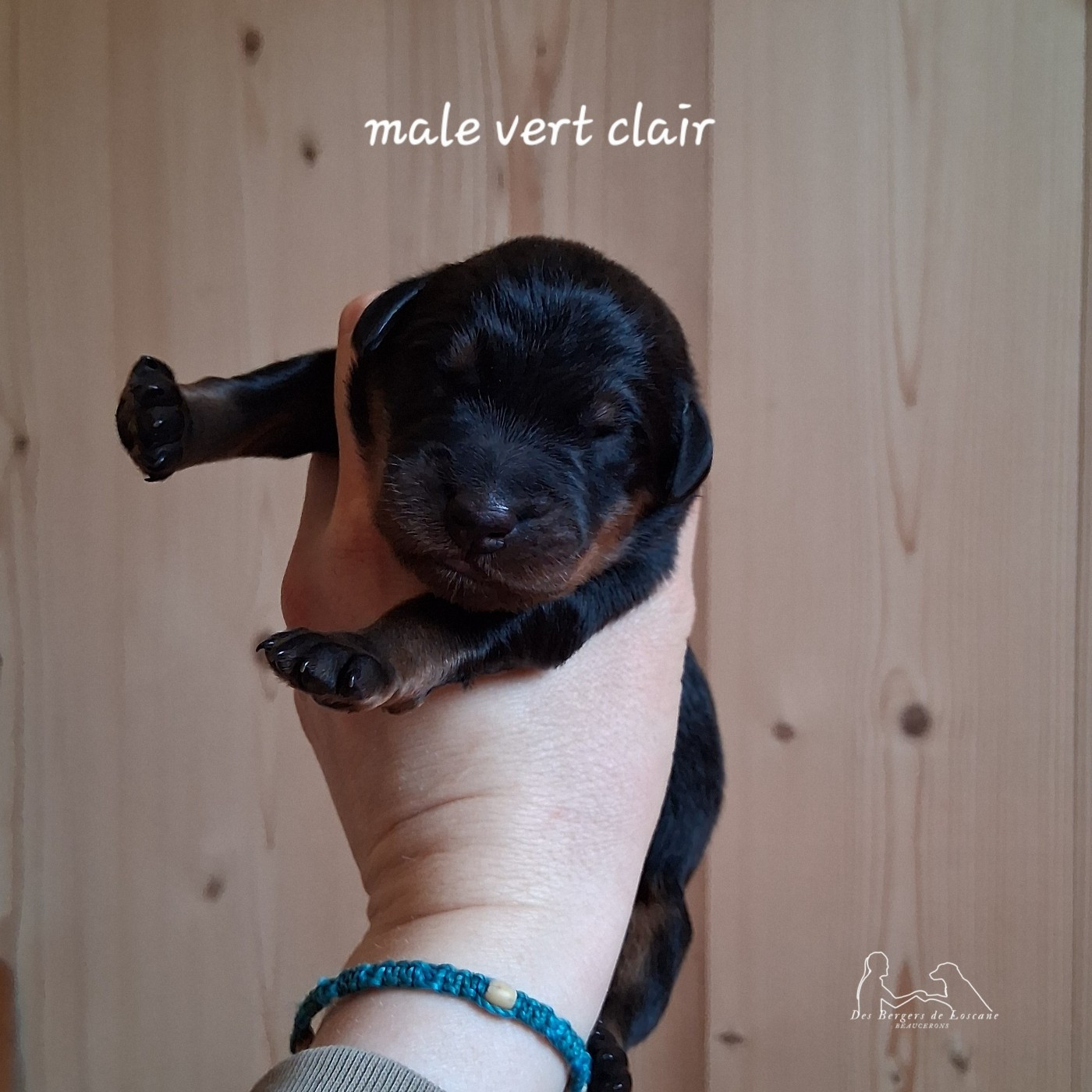 Male collier vert clair