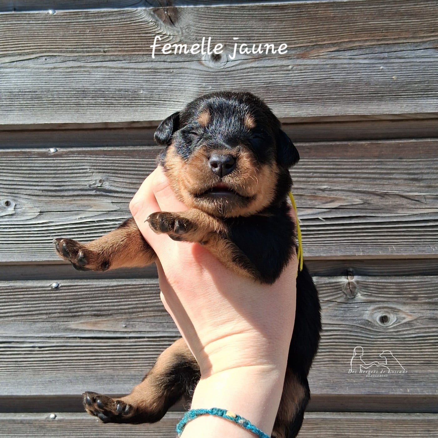Femelle collier jaune