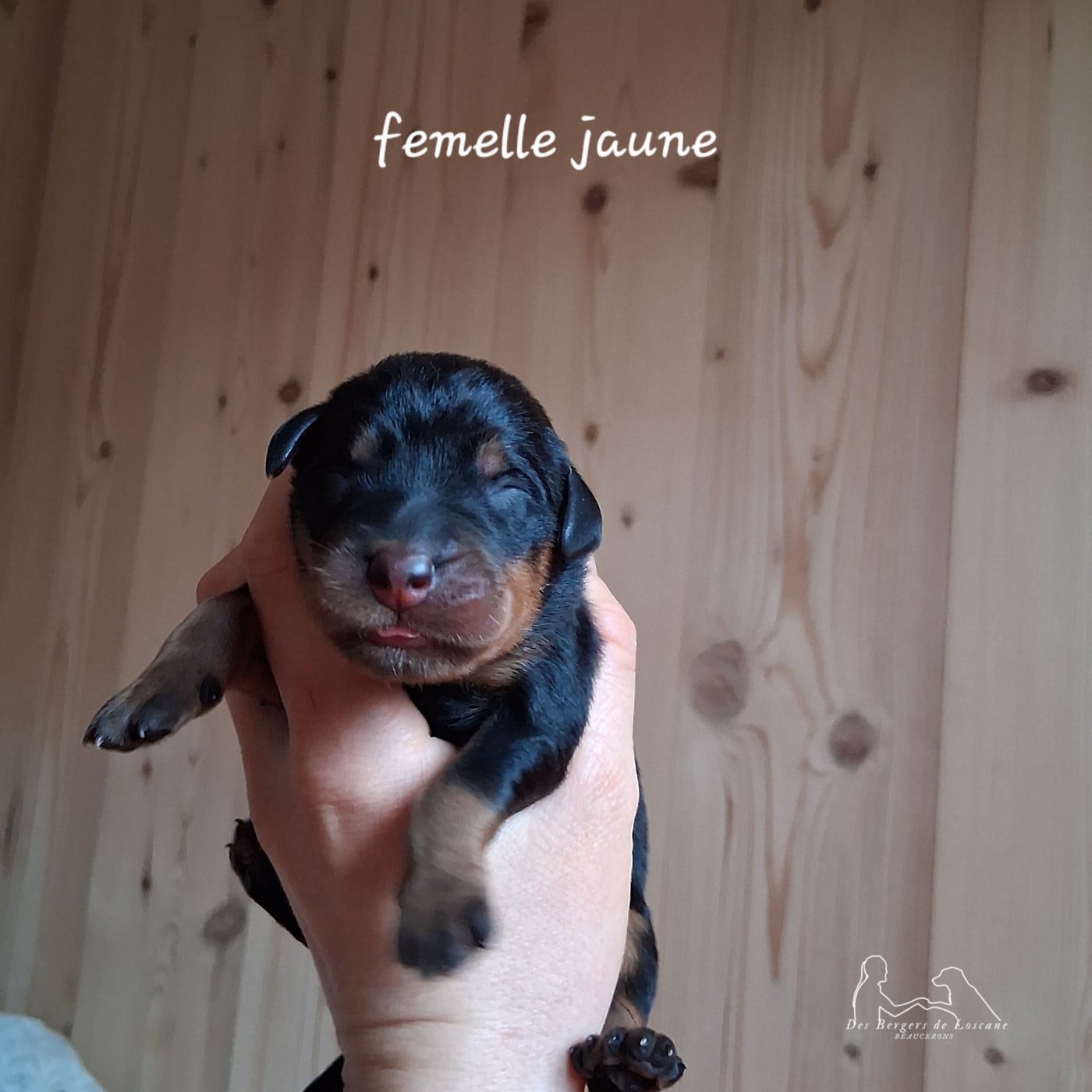 Femelle collier jaune