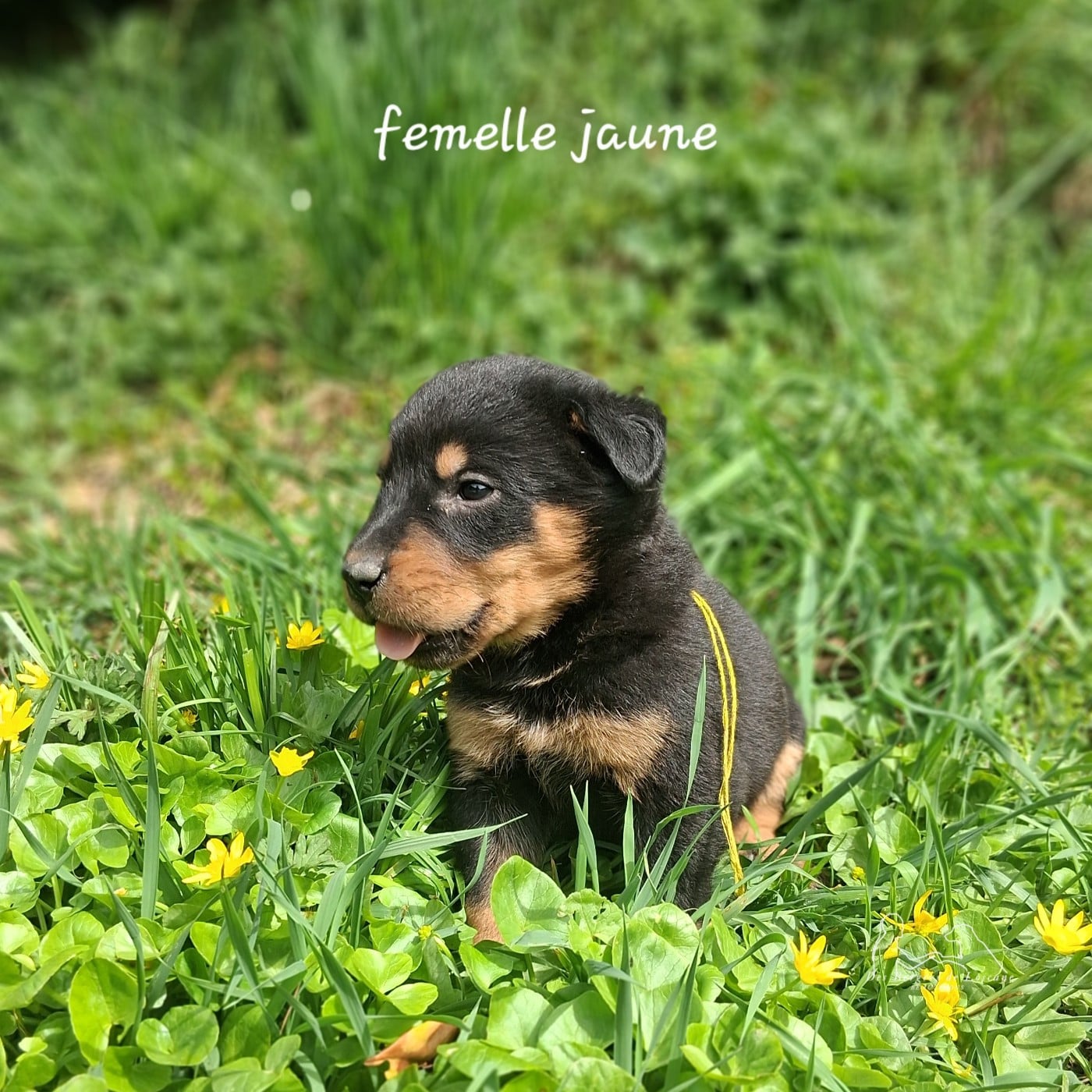 Femelle collier jaune
