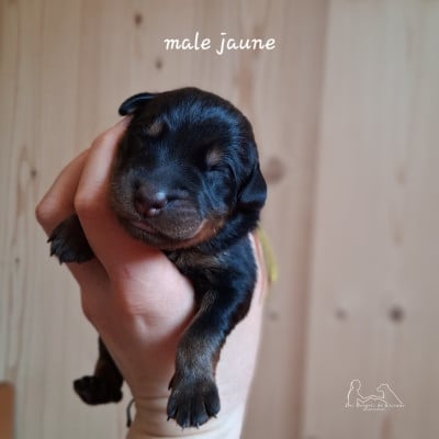 Les chiots de Berger de Beauce