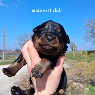 Les chiots de Berger de Beauce