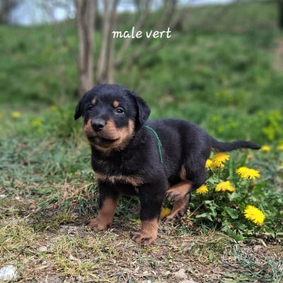Les chiots de Berger de Beauce