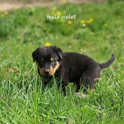 Les chiots de Berger de Beauce
