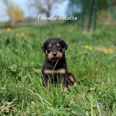 Les chiots de Berger de Beauce