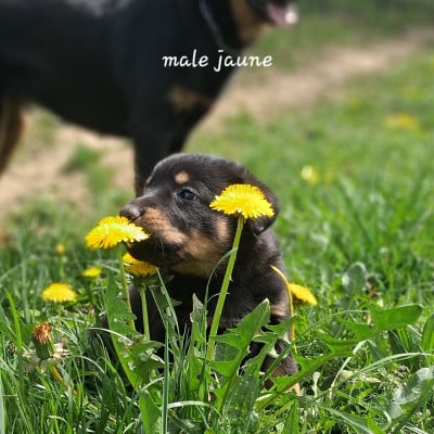 Les chiots de Berger de Beauce