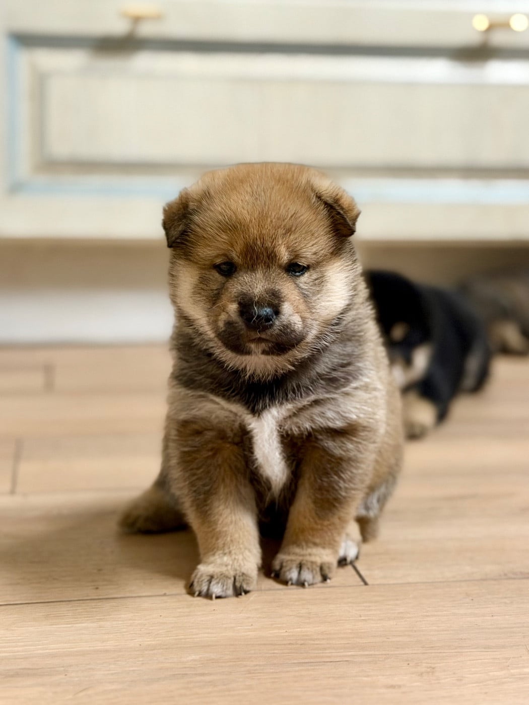 Akaï de l Arche d Ohana