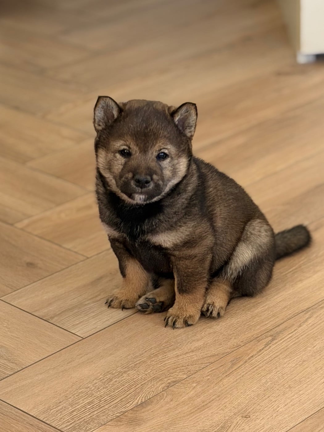 Apy de l Arche d Ohana