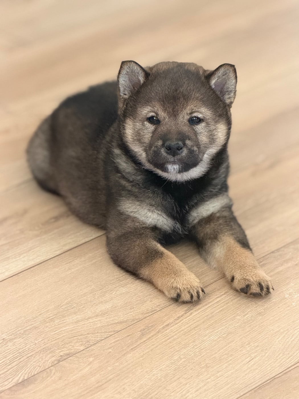 Apy de l Arche d Ohana