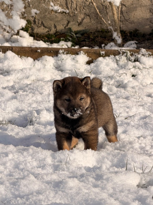 Les chiots de Shiba