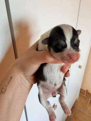 Les chiots de Welsh Corgi Pembroke