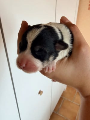 Les chiots de Welsh Corgi Pembroke