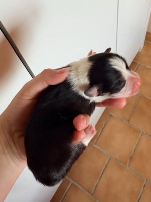 Les chiots de Welsh Corgi Pembroke