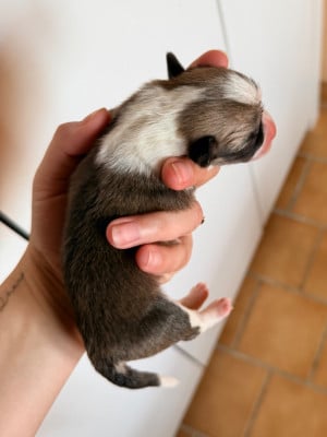 Les chiots de Welsh Corgi Pembroke