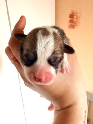 Les chiots de Welsh Corgi Pembroke