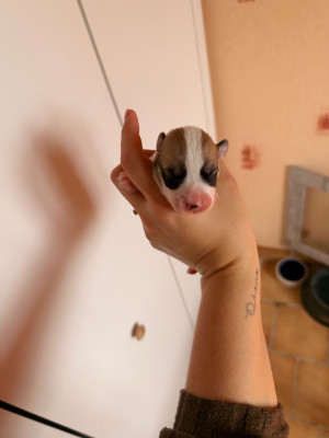 Les chiots de Welsh Corgi Pembroke