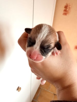Les chiots de Welsh Corgi Pembroke