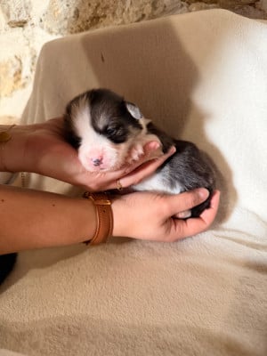 Les chiots de Welsh Corgi Pembroke