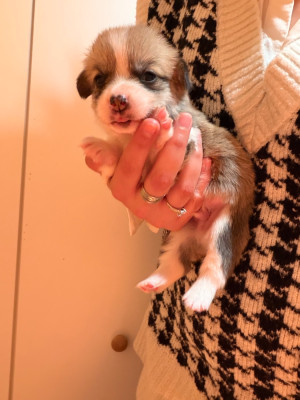 Les chiots de Welsh Corgi Pembroke