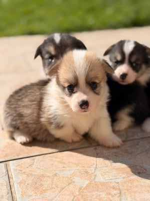 Les chiots de Welsh Corgi Pembroke