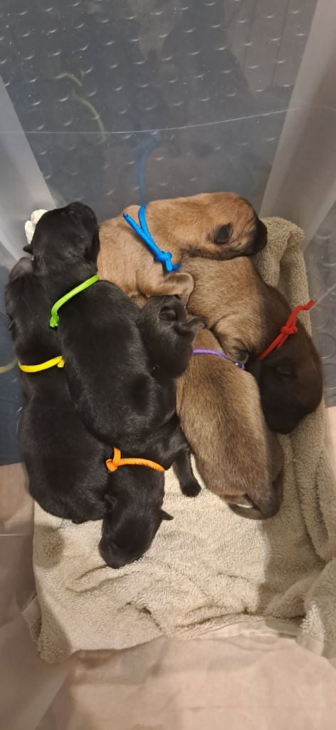 Eurasier - Des Pepites De La Vie