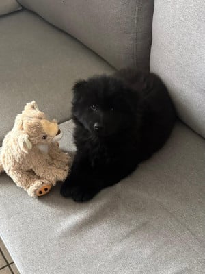 Les chiots de Eurasier