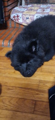 Les chiots de Eurasier