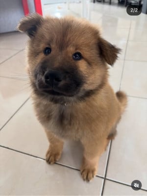 Les chiots de Eurasier